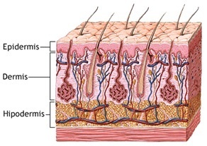 microblading-cejas-resultados-micropigmentación
